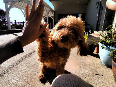 Dog High-Five